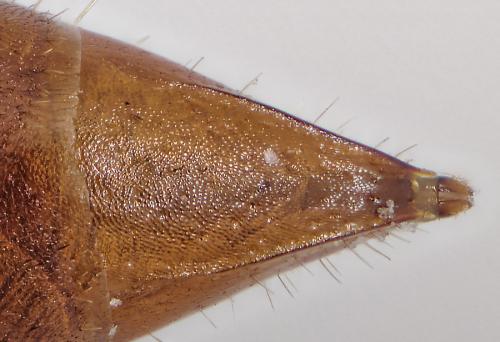 Réf. 317 012 : Tachysphex fulvitarsis